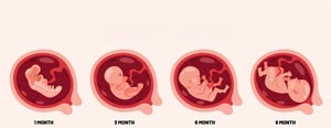 بیشترین رشد جنین در چند هفتگی است 