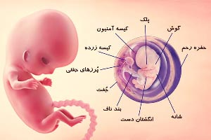 بیشترین رشد جنین در چند هفتگی است