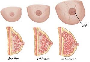 درد سینه در بارداری از کی شروع میشه